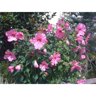 1 Pianta Di Hibiscus Ibisco Moscheutos Colore Assortito In Vaso 23Cm