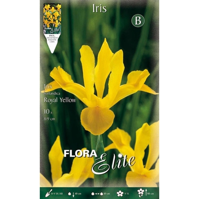 Bulbi Autunnali Iris Hollandica Royal Yellow Confezione Da 10 Bulbi Bulbs Bulbes