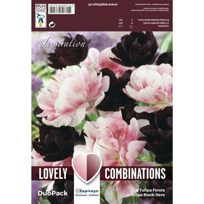 Bulbi Autunnali di Tulipano Combi Double Black & Pink confezione 12 pz KAPITEYN