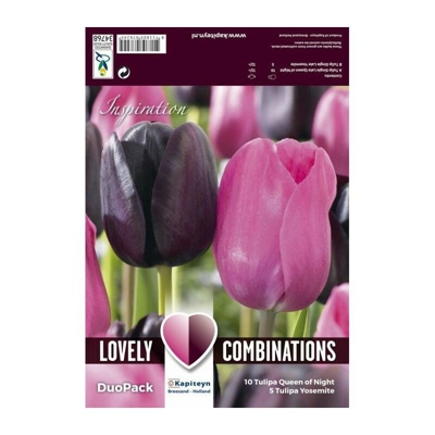 Bulbi Autunnali di Tulipano Combi Single Late Black & Pink confezione 15 pz KAPITEYN