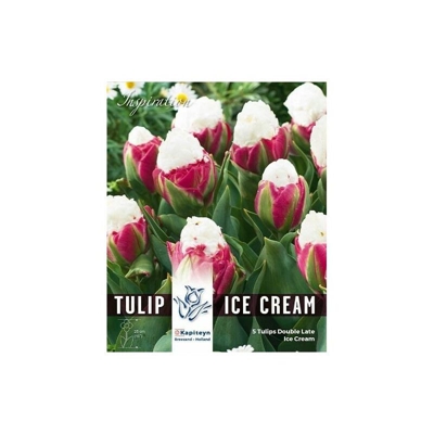 Bulbi Autunnali di Tulipano Double Ice Cream confezione da 5 pz - Kapiteyn