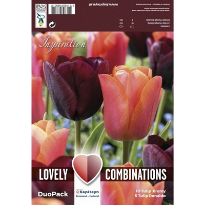 Bulbi Autunnali di Tulipano Combi Triumph Purple & Orange confezione 15 pz KAPITEYN