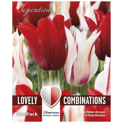 Bulbi Autunnali di Tulipano Combi Lily-Flowered Red & White confezione 15 pz KAPITEYN
