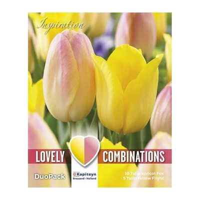 Bulbi Autunnali di Tulipano Combi Triumph Pink & Yellow confezione 15 pz KAPITEYN