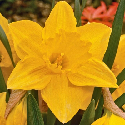 Narciso Large Cupped Carlton - 5 bulbi