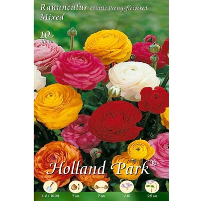 Ranuncoli asiatic Peony flowered Mix - 10 Bulbi