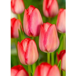 Tulipani Darwin Hybrid van Eijk Mixed - 5 bulbi precio