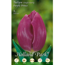 Tulipani Single Early Purple Prince - viola - 5 bulbi características