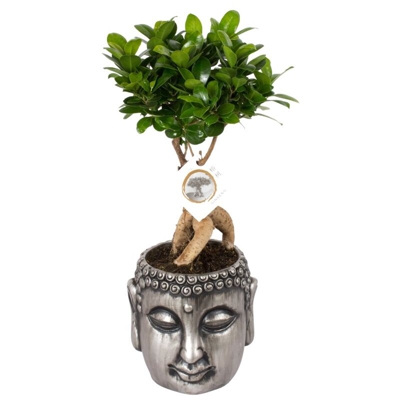1 Pianta Di Bonsai Ficus Ginseng Vaso Buddha 16Cmda Interno Regalo
