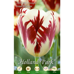 Tulipani Triumph Grand Perfection - 10 bulbi características