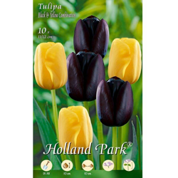 Tulipani combinazione Gialli e Neri - 10 bulbi precio