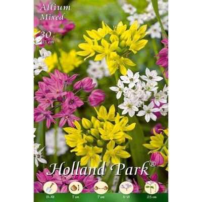 Allium mixed - Confezione 30 bulbi