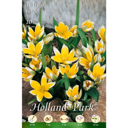 Tulipani Botanica tarda - giallo/bianco - 10 bulbi precio
