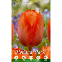 Tulipani Darwin Hybrid Orange van Eijk - arancione - 5 bulbi características