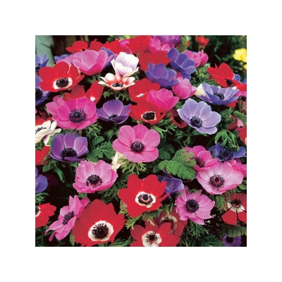 Anemone De Caen Mixed - Confezione da 15 bulbi