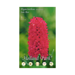 Giacinti Orientali Jan Bos - 3 Bulbi características