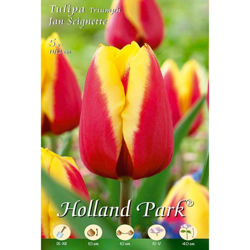 Tulipani Triumph Jan Seignette - giallo/rosso - 5 bulbi en oferta
