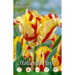 Tulipani Falming Parrot - giallo/rosso - 10 bulbi en oferta