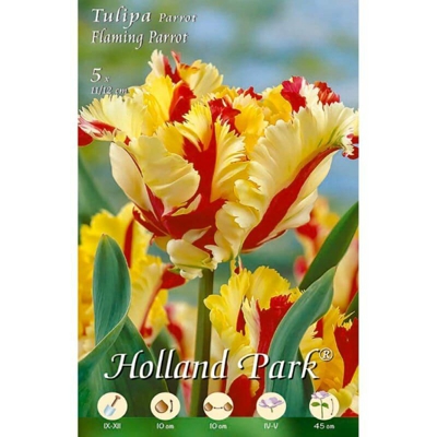 Tulipani Falming Parrot - giallo/rosso - 10 bulbi