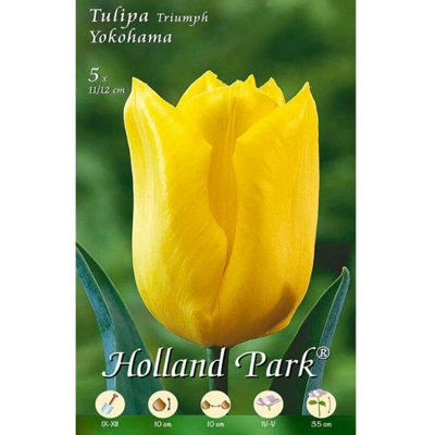 Tulipani Triumph Yokohama - giallo - 5 bulbi