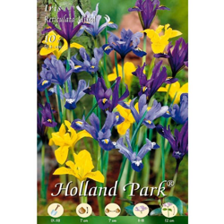 Iris Reticulata Mix - Confezione 10 bulbi precio