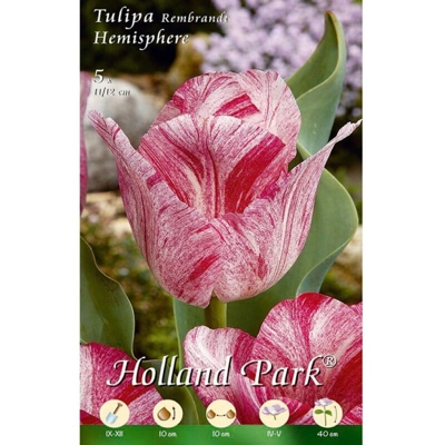 Tulipani Rembrandi Hemisphere - fuxia/bianco - 10 bulbi