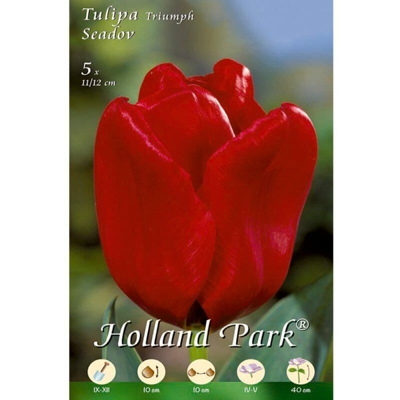 Tulipani Triumph Seadov - rosso - 5 bulbi