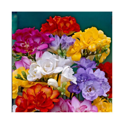 Fresia Doppia Mixed - 10 bulbi precio