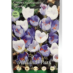 Crocus fioritura Autunnale Mixed da fiore - 15 bulbi en oferta