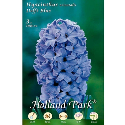 Giacinti Orientali Delft Blue - 3 Bulbi