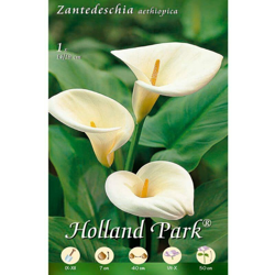 Calla Zantedeschia Bianca Aethiopica - 1 Bulbo da Fiore precio