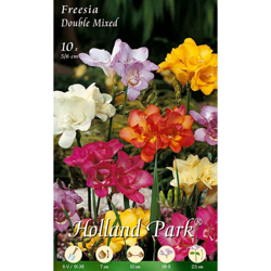 Fresia Single Mixed - 10 bulbi precio