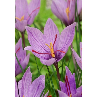 Crocus Sativus da Zafferano - calibro 8/9 cm - 10 bulbi
