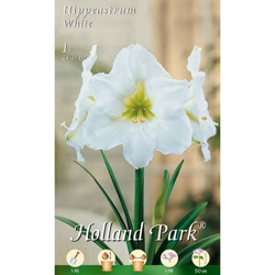 Amaryllis Bianco (Hippeastrum) - 1 Bulbo precio