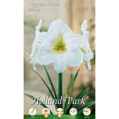 Amaryllis Bianco (Hippeastrum) - 1 Bulbo