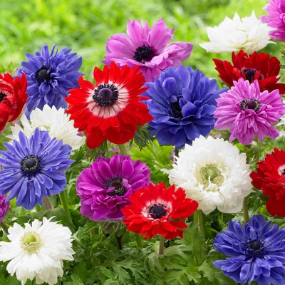 Anemone coronaria St. Brigid Mixed - 15 bulbi