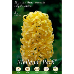 Giacinti Orientali City of Haarlem - 3 Bulbi precio