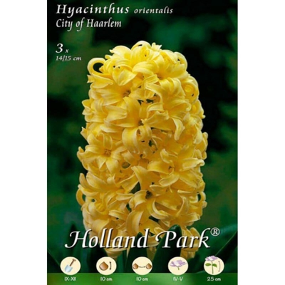 Giacinti Orientali City of Haarlem - 3 Bulbi