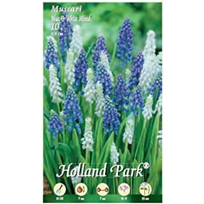 Muscari Blue & White Mixed - 10 bulbi