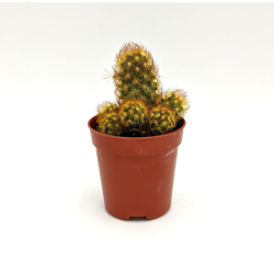 Mammillaria elongata dc - ø 5 cm x h 9,5 cm precio