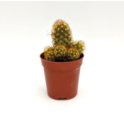 Mammillaria elongata dc - ø 5 cm x h 9,5 cm
