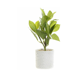 Pianta Decorativa DKD Home Decor Bianco Verde PVC EVA (23 x 23 x 30 cm) precio