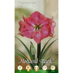 Amaryllis Rosa (Hippeastrum) - 1 Bulbo en oferta