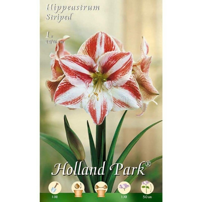 Amaryllis Rosso / Bianco (Hippeastrum) - 1 Bulbo