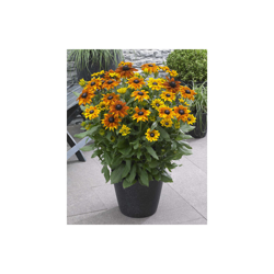1 Pianta Di Rudbeckia Summerina In Vaso 23Cm precio