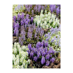 Peragashop - 1 PIANTA DI AJUGA REPTANS VARIETA' ASSORTITA VASO 13CM Perenni características