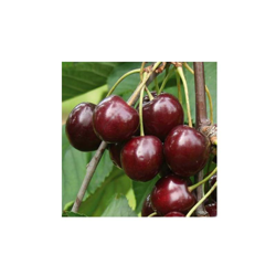 1 PIANTA DI CILIEGIO SUNBURST BURLAT NANO IN VASO 20CM piante da frutto nane vaso precio