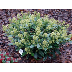 1 Pianta Di Skimmia Japonica Finchy Vaso 15Cm características