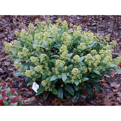 1 Pianta Di Skimmia Japonica Finchy Vaso 15Cm