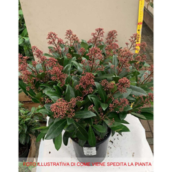 1 Pianta Di Skimmia Rubella Vaso 19Cm Sempreverde en oferta